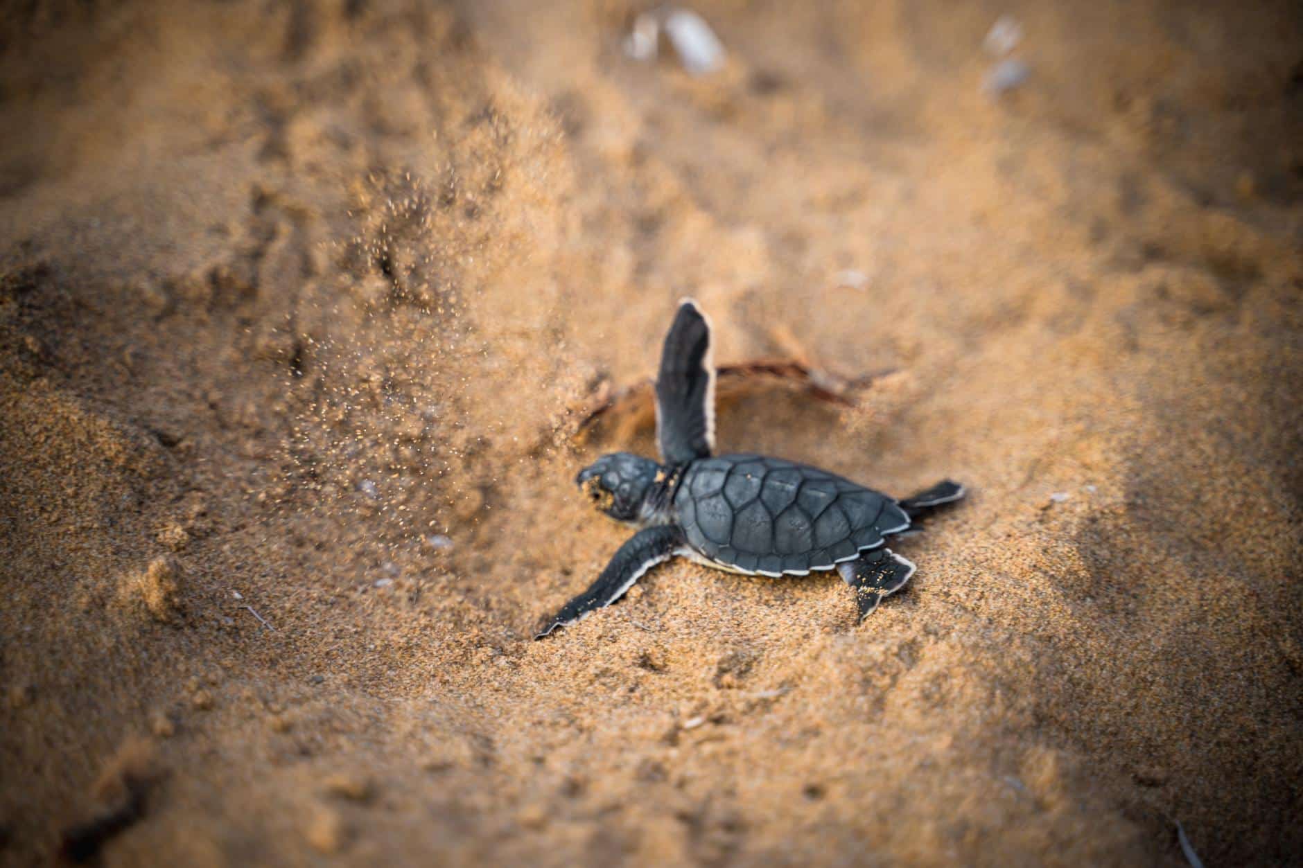 Después de 100 añosVuelven a nacer tortugas en Galápagos