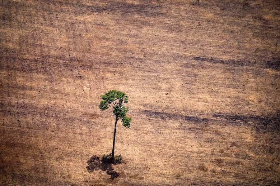 Este “árbol milagroso” puede ayudar a combatir la destrucción de los bosques