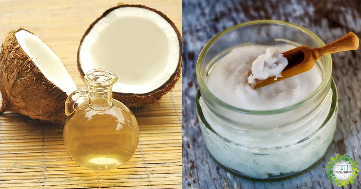 beneficios del aceite de coco para la piel, 12 beneficios del aceite de coco para la piel