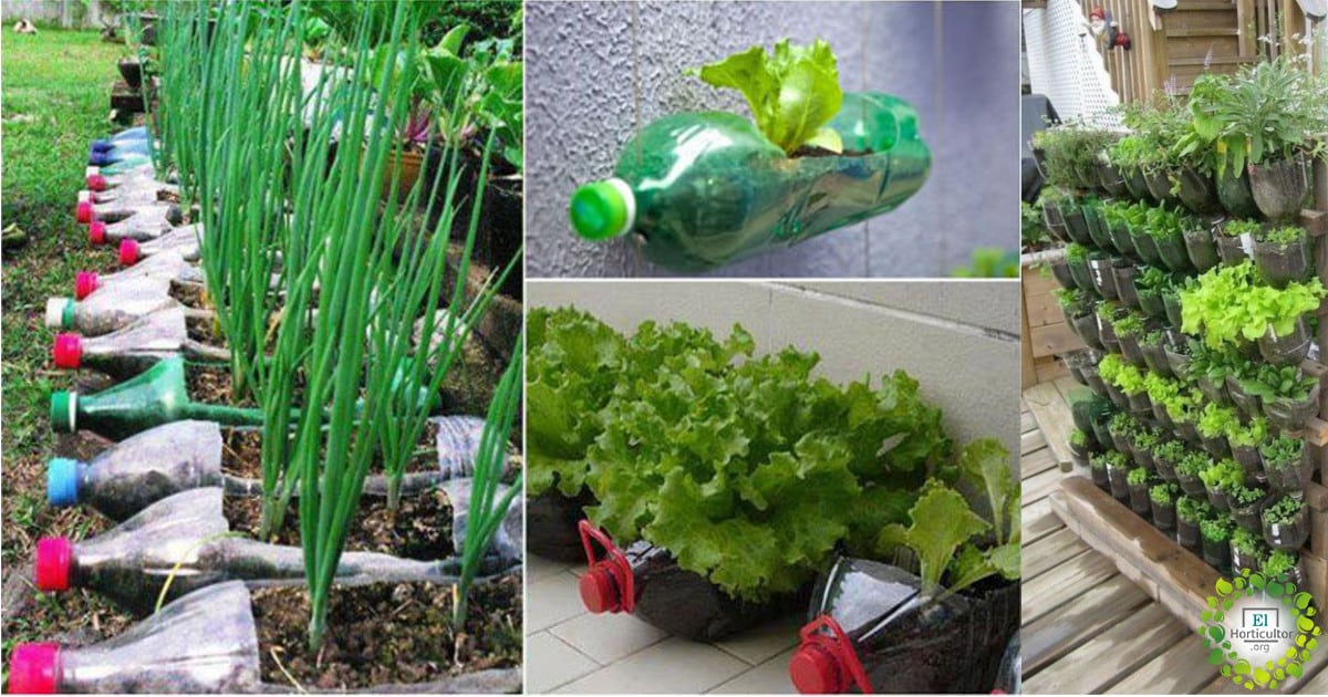 , 10 alimentos que podemos cultivar en botellas de plástico