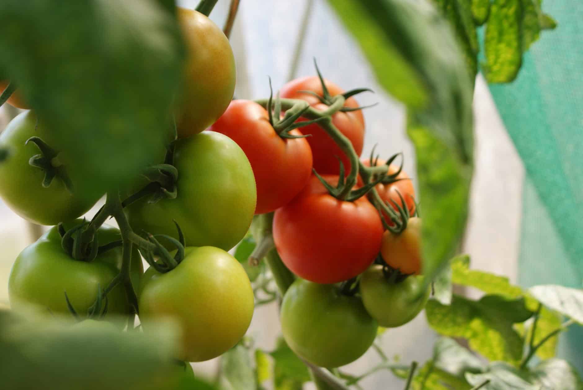 Todo sobre el Cultivo del Tomate