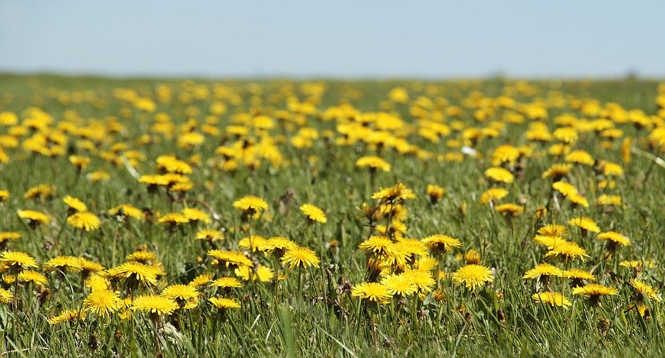 20 Flores comestibles y nutritivas que