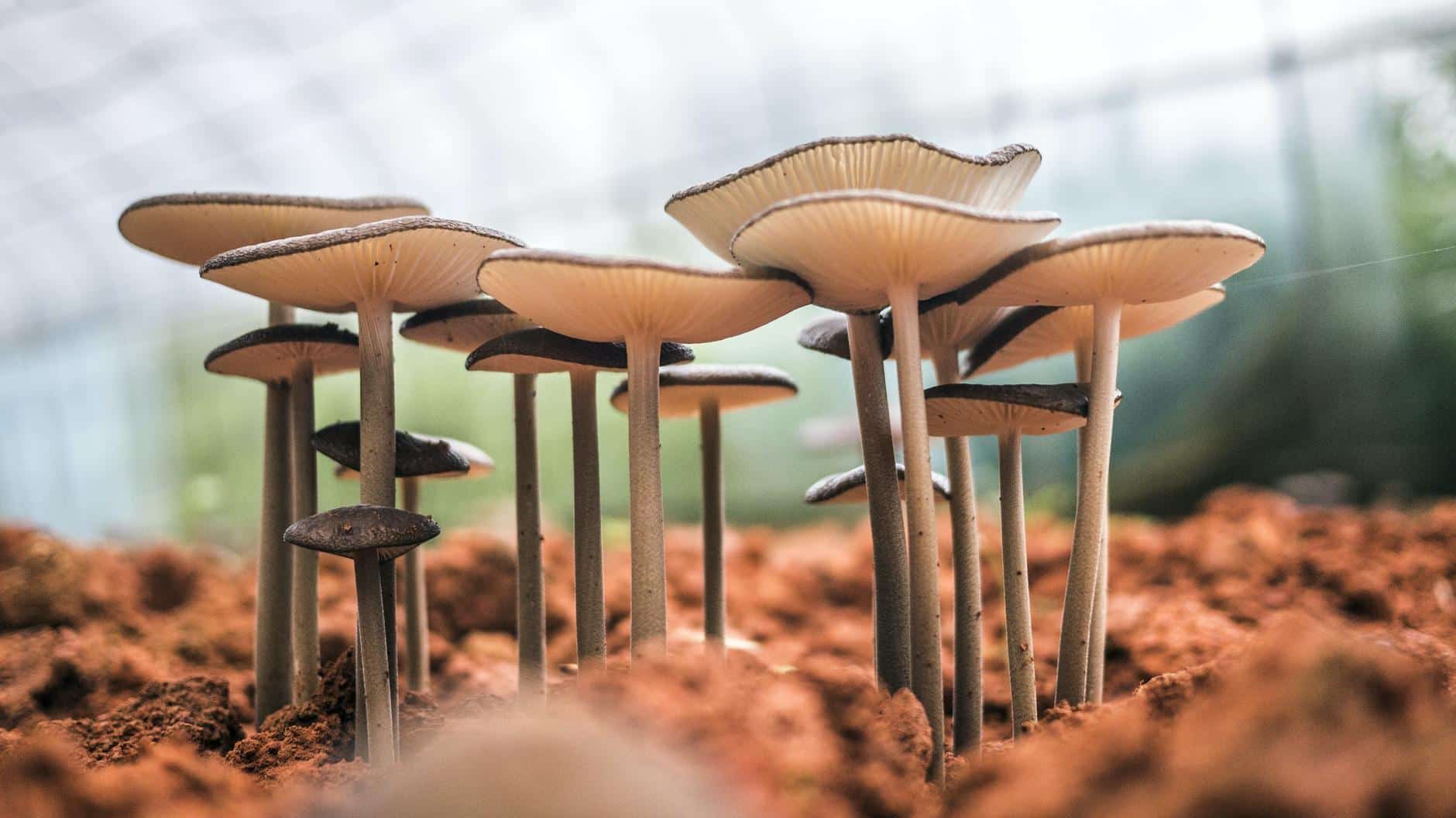 , Los hongos pueden limpiar los derrames de petróleo y absorber los desechos tóxicos del suelo