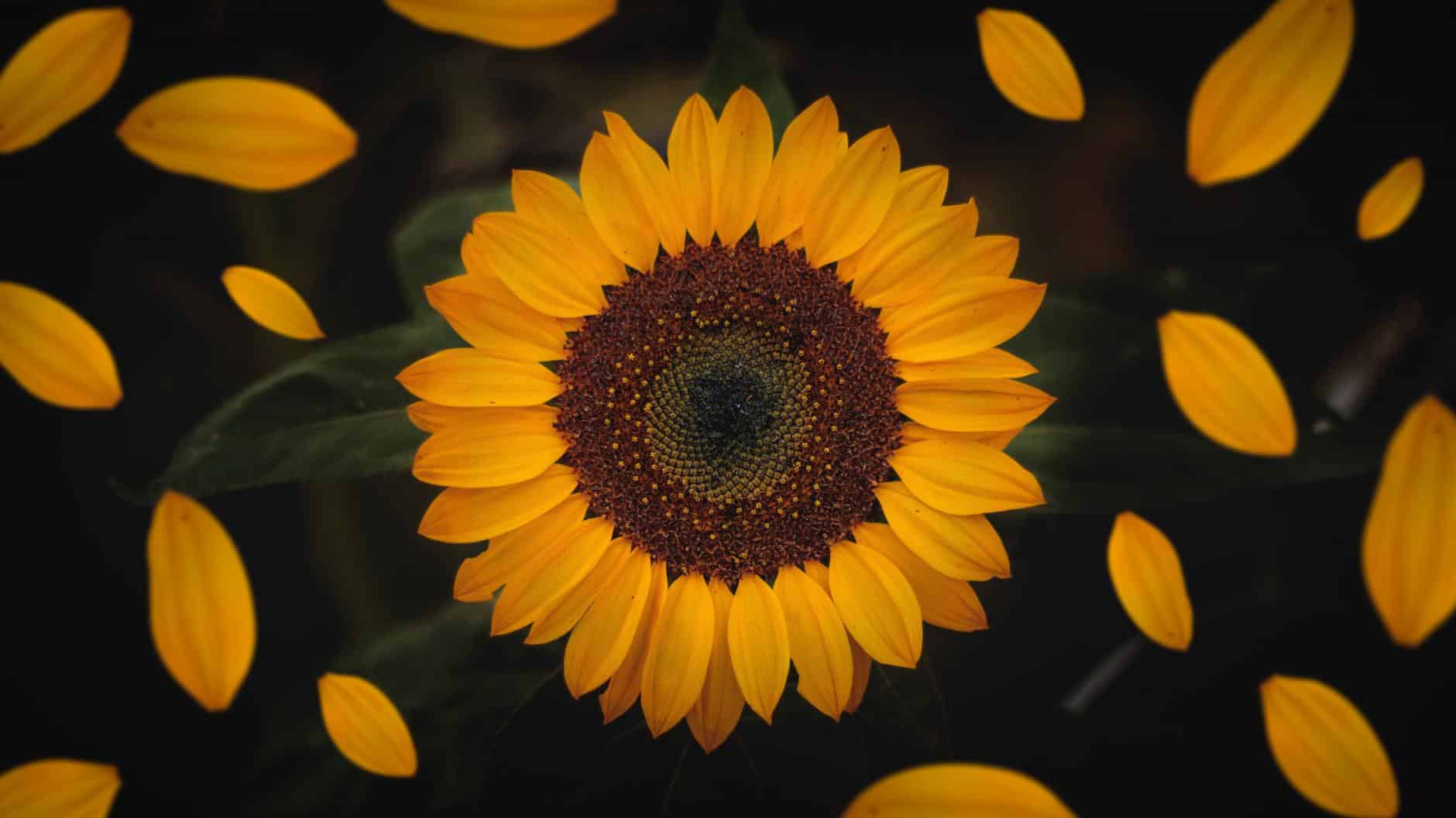 23 flores comestibles y nutritivas!