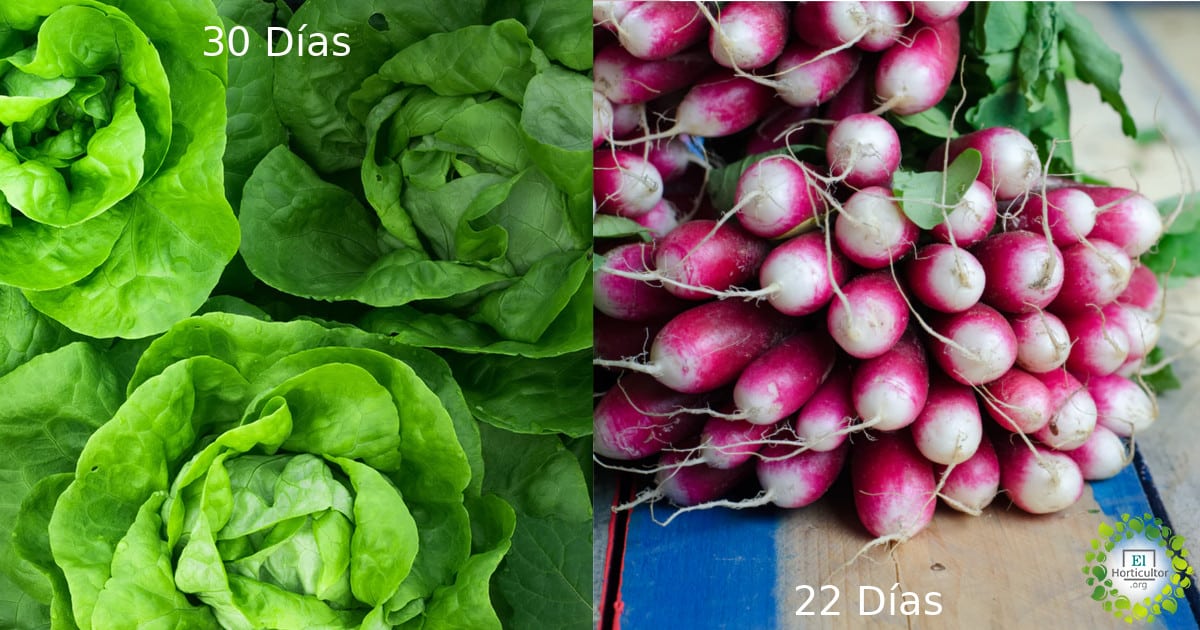 , 16 verduras que cosecharás en menos de 60 días.