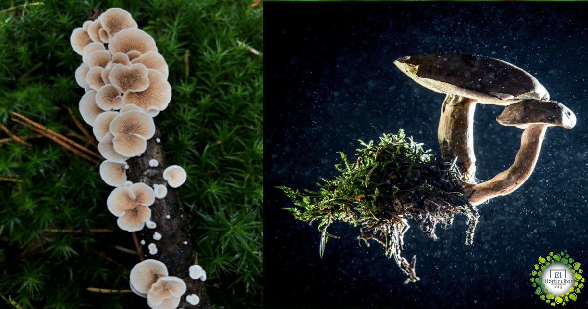 , Los hongos pueden limpiar los derrames de petróleo y absorber los desechos tóxicos del suelo