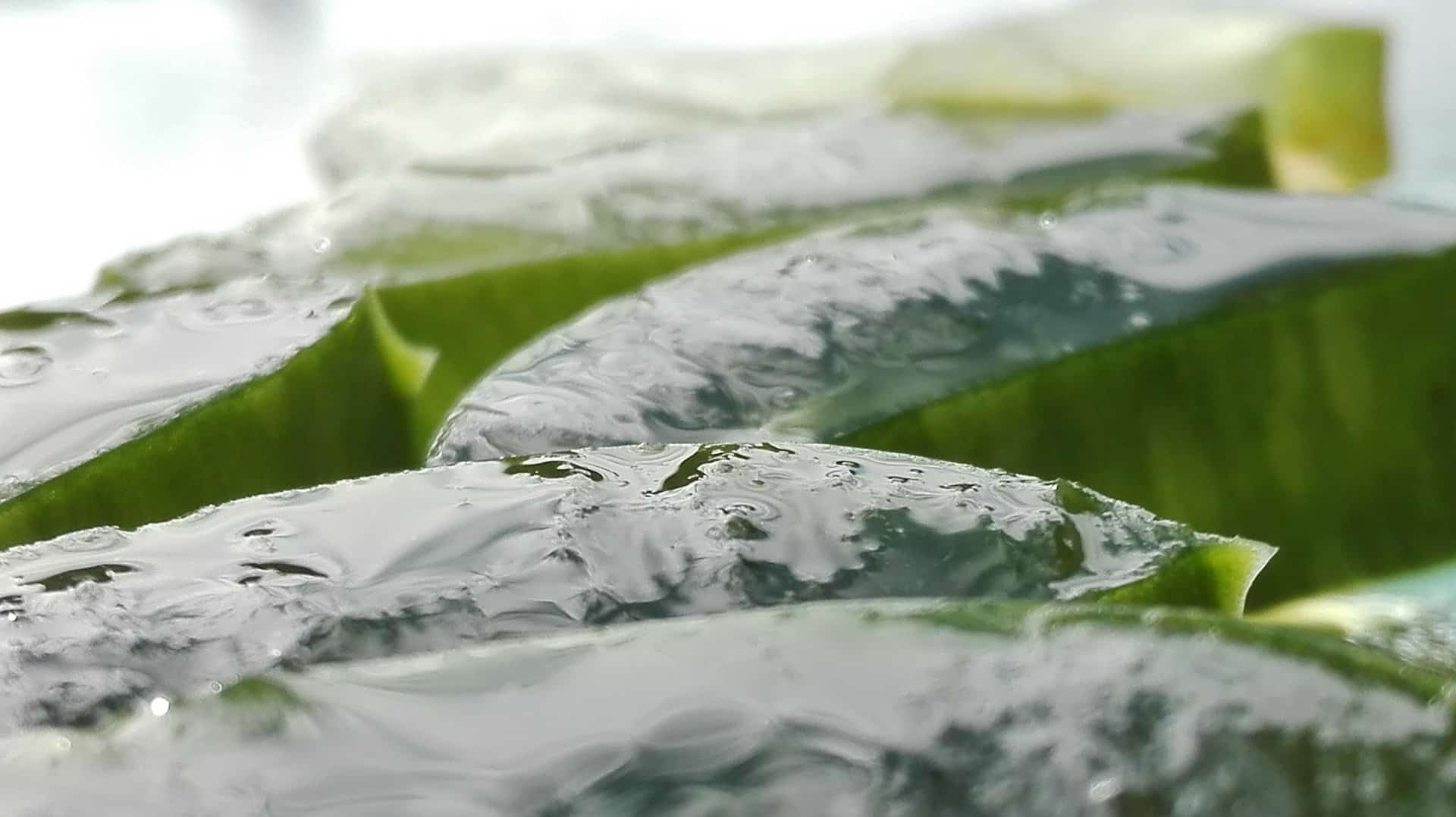 , 5 razones por las que cada hogar debería tener una planta de Aloe vera