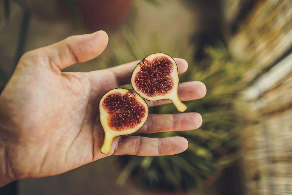 , &iquest;Sabias que los higos no son una fruta? Son Flores y dentro de ellas viven insectos