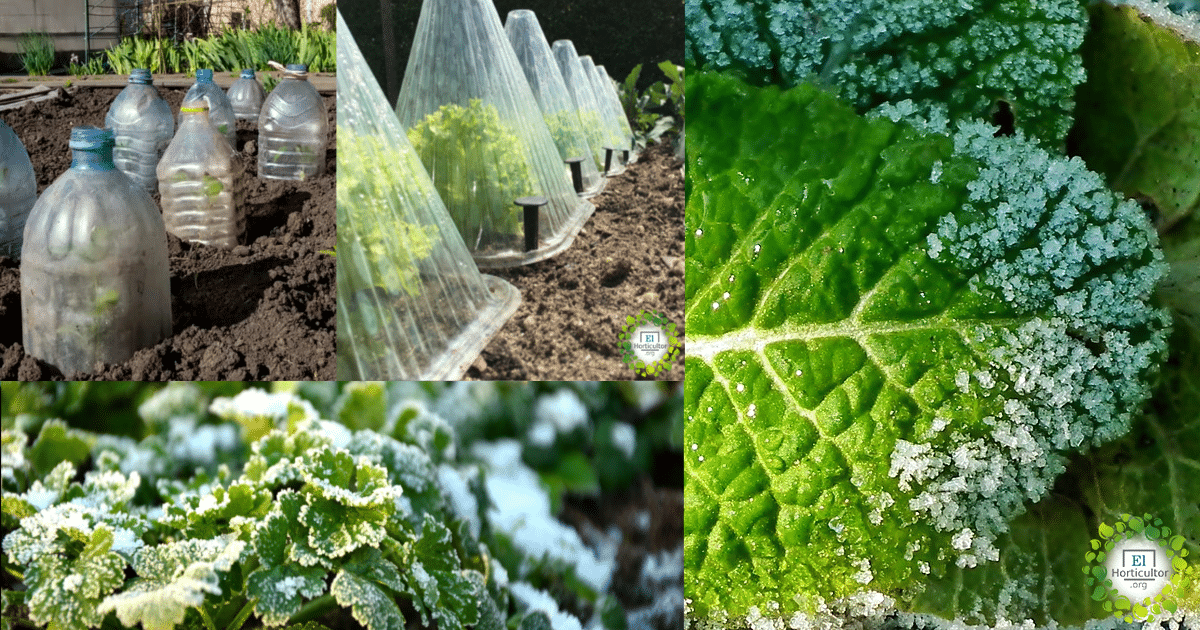 , 5 Formas de proteger tus plantas de una helada repentina