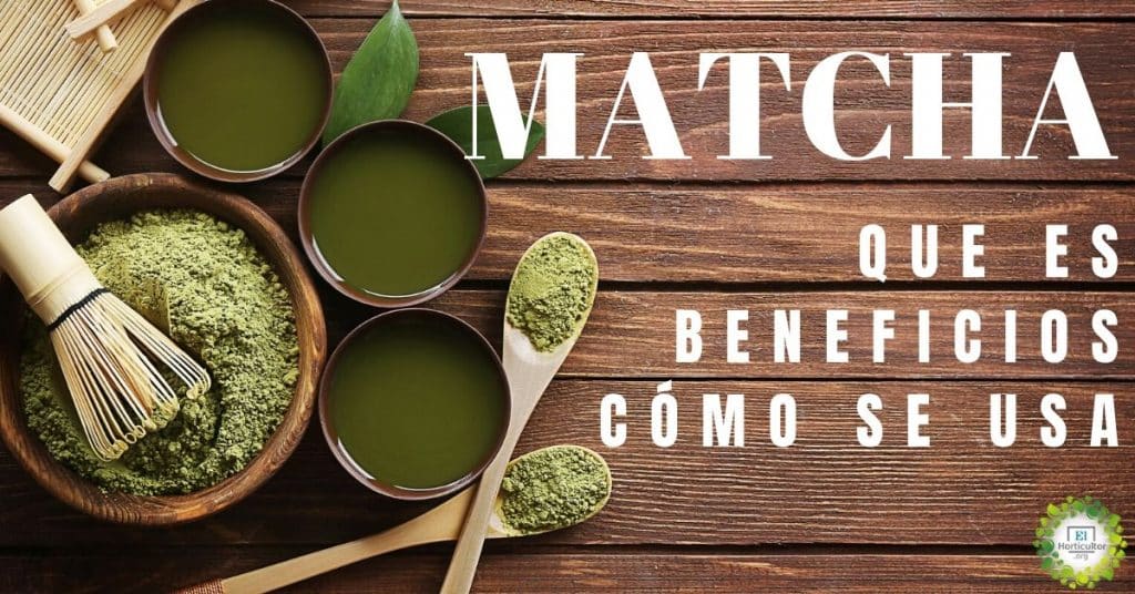 Té Matcha Beneficios Historia Propiedades Y Más 6349