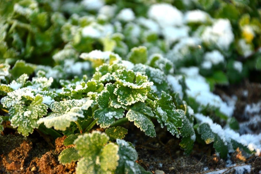 , 5 Formas de proteger tus plantas de una helada repentina