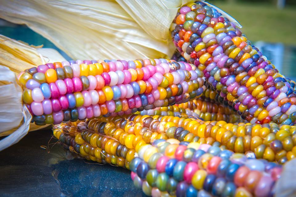 , Cómo Cultivar y Dónde conseguir las semillas del maíz Arcoíris