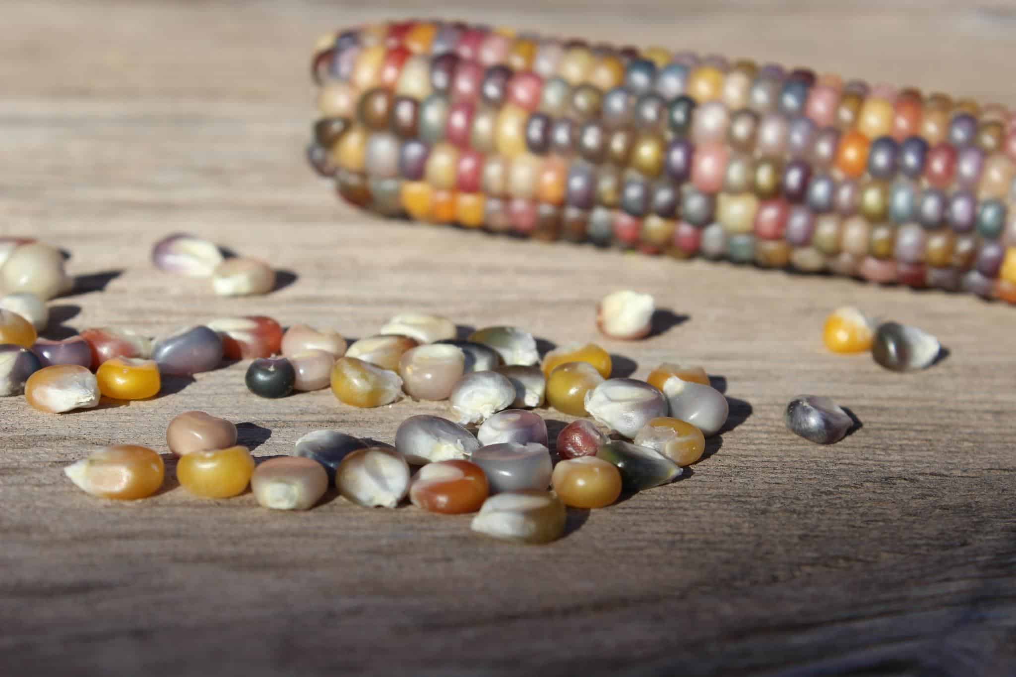, Cómo Cultivar y Dónde conseguir las semillas del maíz Arcoíris