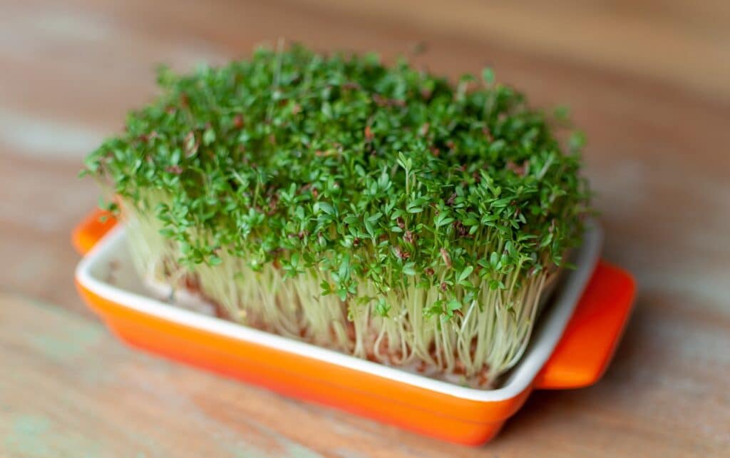 10 Microgreens O Micro Verduras Que Todos Pueden Cultivar En Casa El