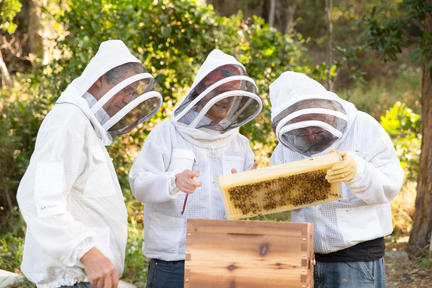 , Salvemos a las abejas! 10 cosas que puedes hacer para ayudar a salvarlas