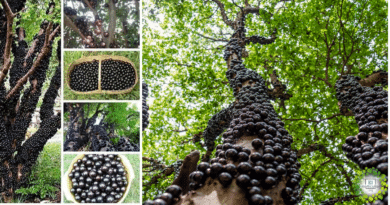 , Jaboticaba, la fruta Guaraní que se ha hecho viral en las redes y en el mundo