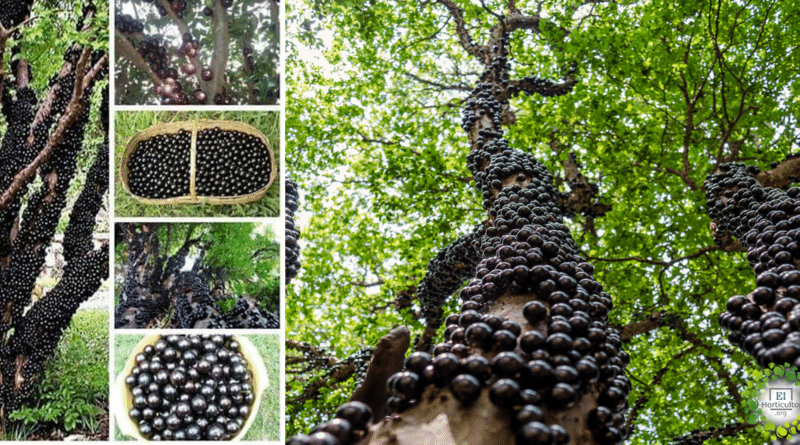 , Jaboticaba, la fruta Guaraní que se ha hecho viral en las redes y en el mundo