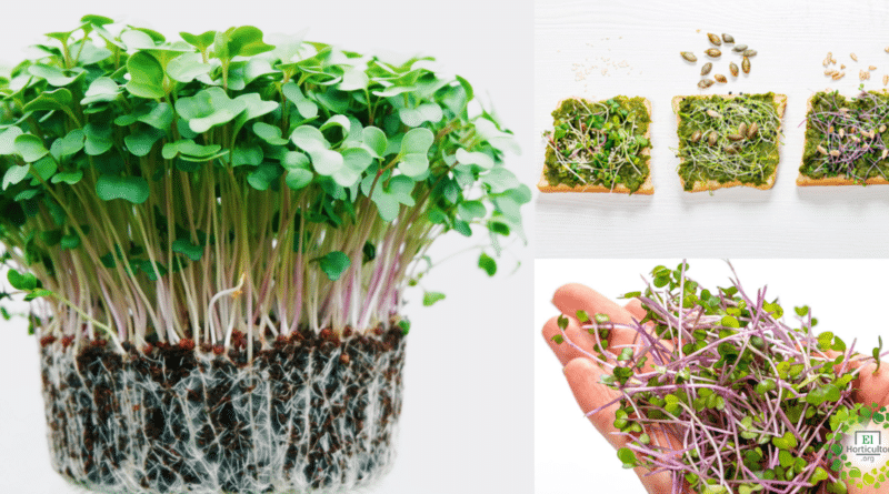 , 10 Microgreens o micro-verduras que todos pueden cultivar en Casa