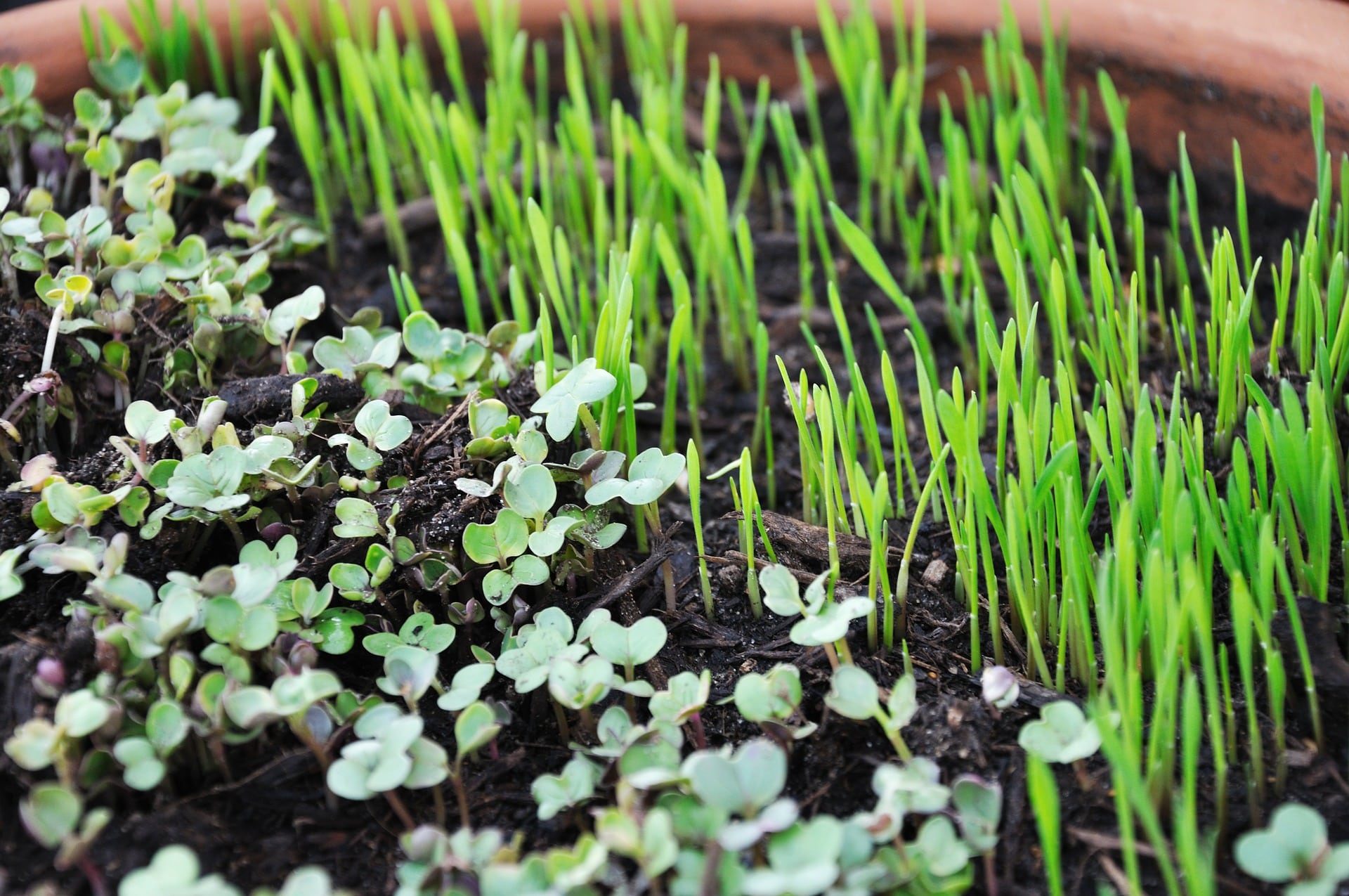 , 10 Microgreens o micro-verduras que todos pueden cultivar en Casa