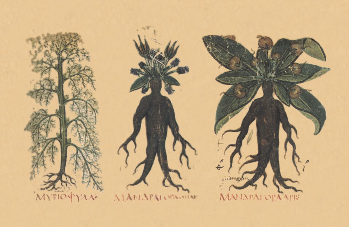 , Mandrágora, una planta misteriosa y sin dudas llamativa