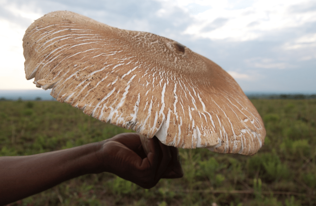 , El hongo comestible más grande del mundo vive en simbiosis con las termitas y por eso crece tan grande