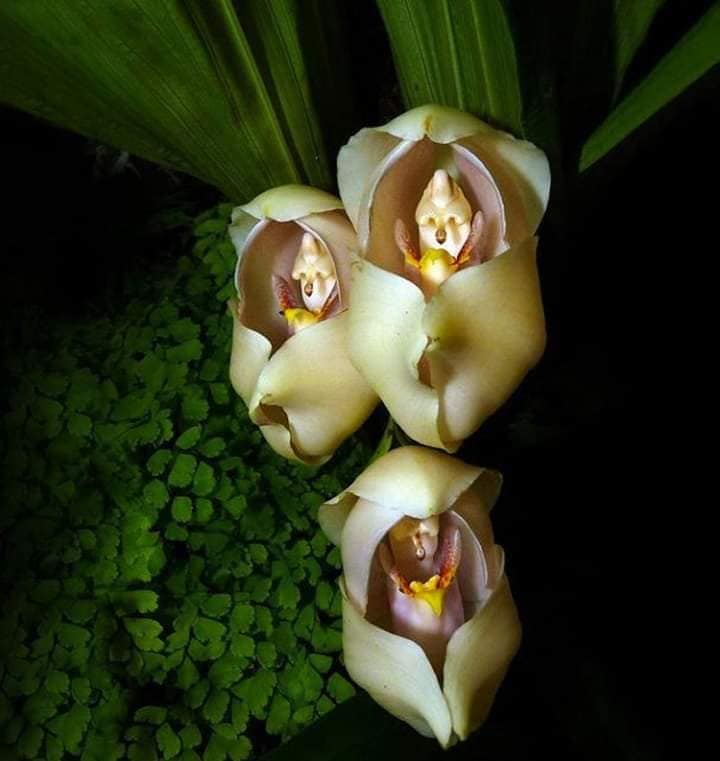 Conoce la orquídea 
