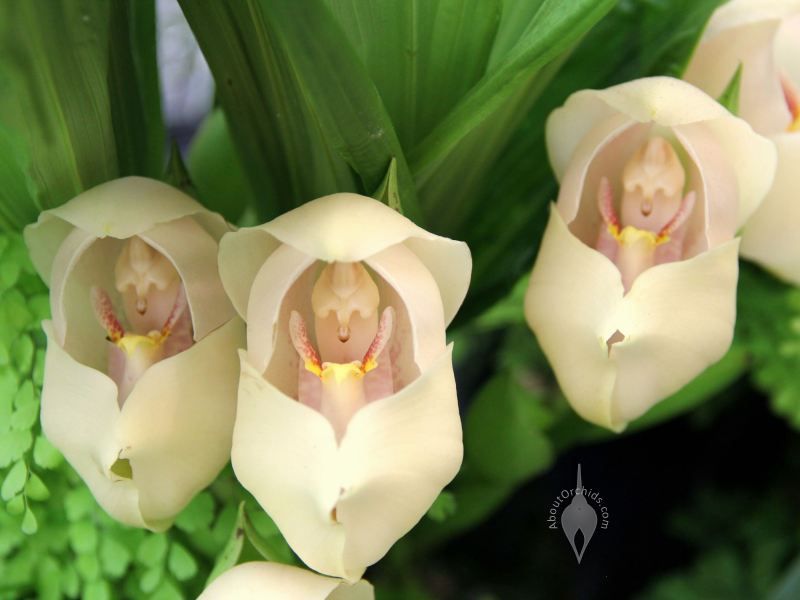 Conoce la orquídea
