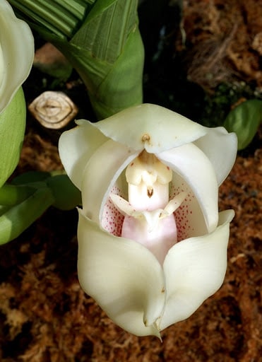 Conoce la orquídea 