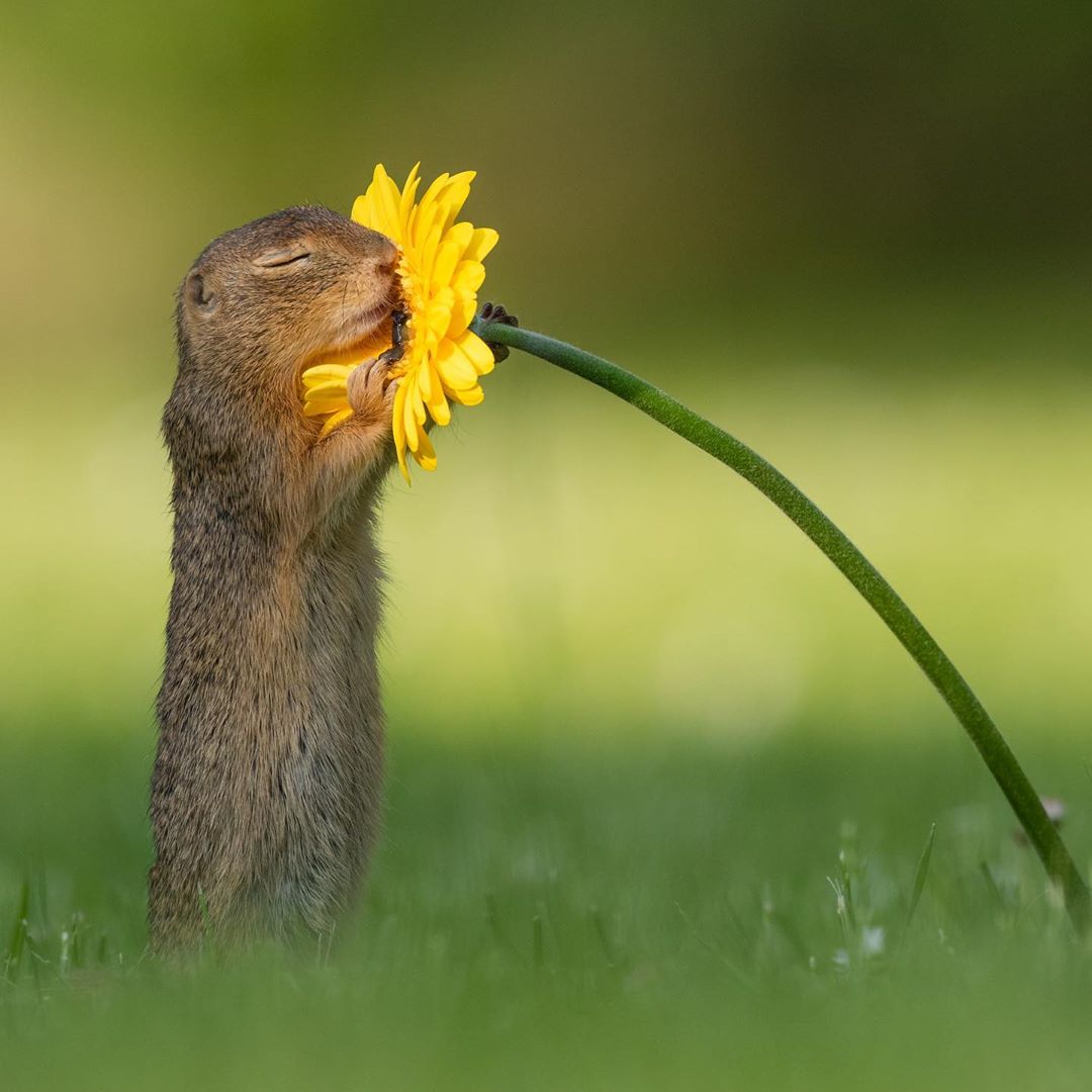 Fotógrafo captura el momento en que una ardilla huele una flor amarilla y la imagen se vuelve viral