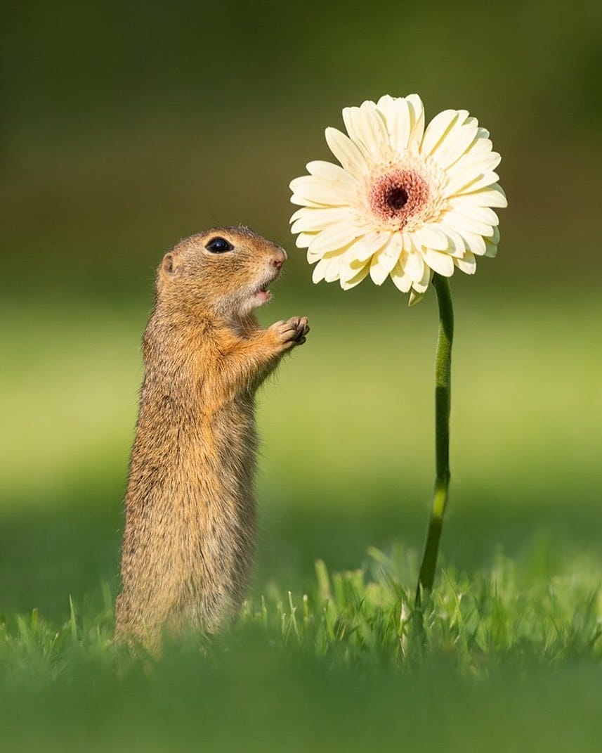 Fotógrafo captura el momento en que una ardilla huele una flor amarilla y la imagen se vuelve viral