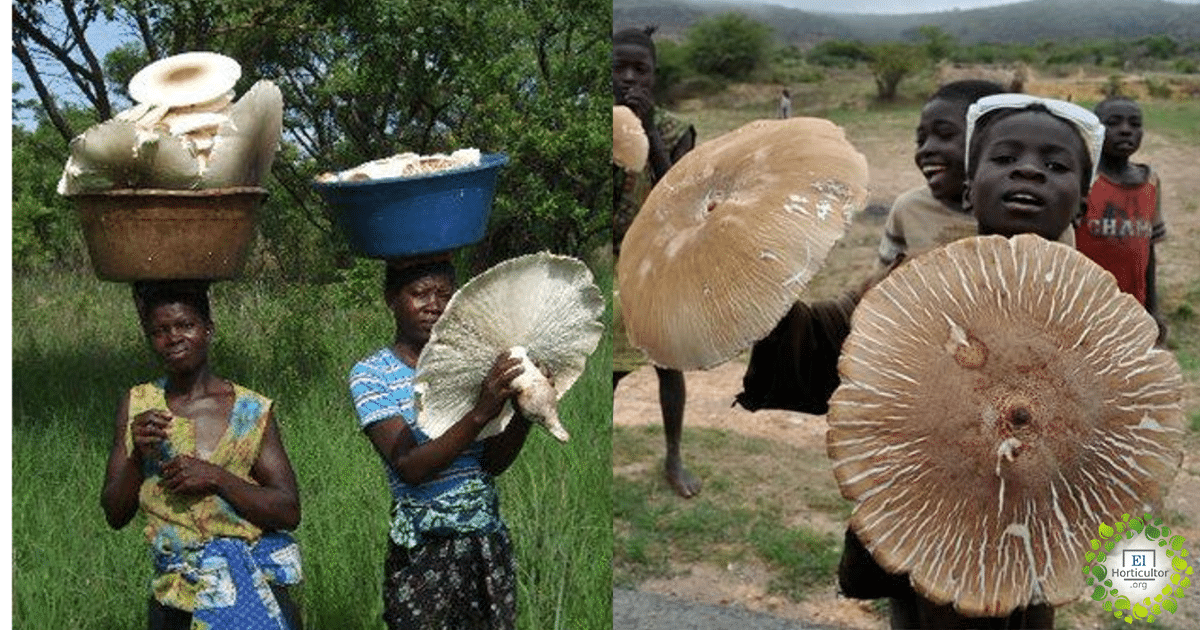 , El hongo comestible más grande del mundo es Africano y Medicinal