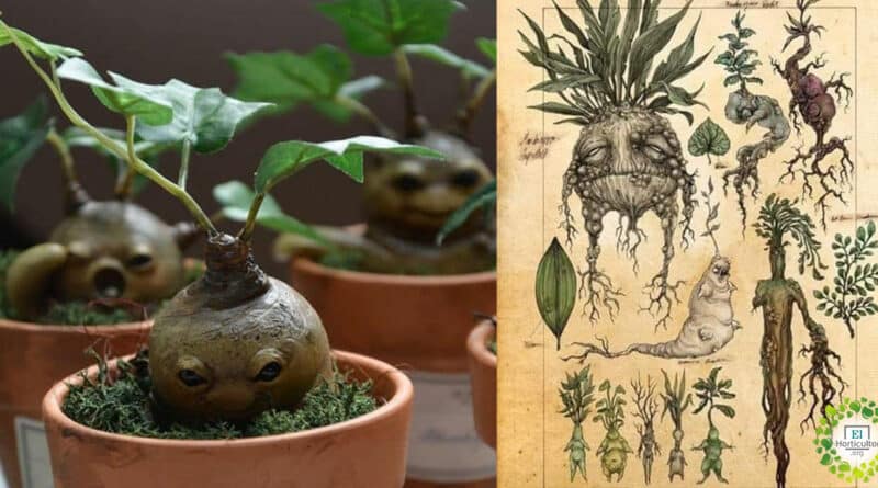, Mandrágora, una planta misteriosa y sin dudas llamativa