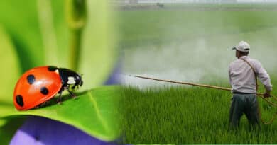, Adiós agrotóxicos: los insectos pueden reemplazar a los pesticidas contra las plagas