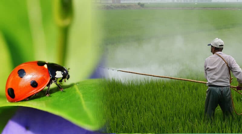 , Adiós agrotóxicos: los insectos pueden reemplazar a los pesticidas contra las plagas