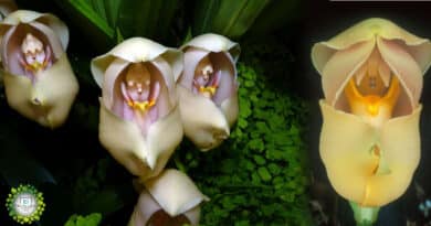 , Conoce la orquídea «cuna de Venus» una de las más bonitas de su género