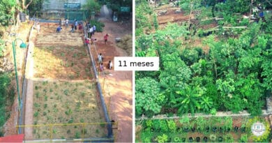 , Método Miyawaki: Cultivá un bosque nativo 10 veces más rápido