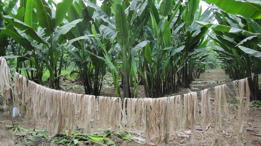 Desarrollan mascarillas 100% biodegradables fabricadas con fibras naturales