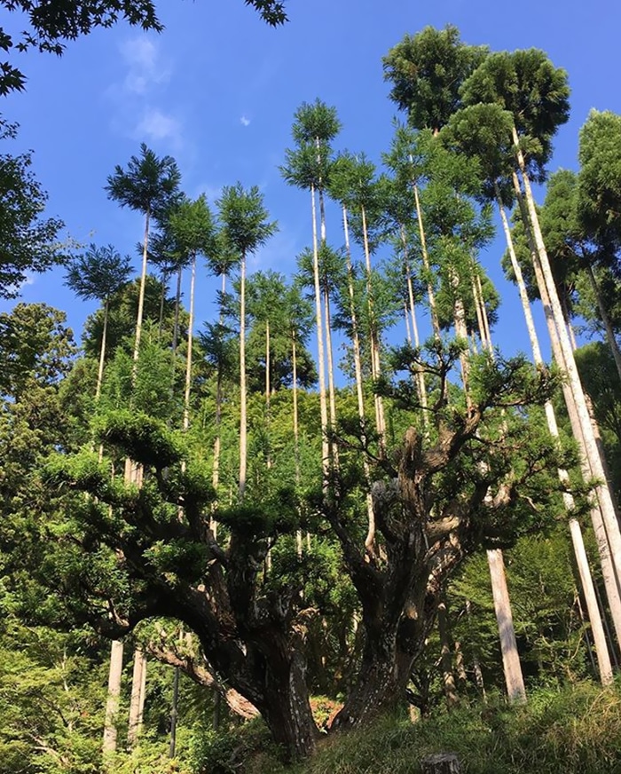 El sistema de poda japonés le permite producir madera sin cortar árboles