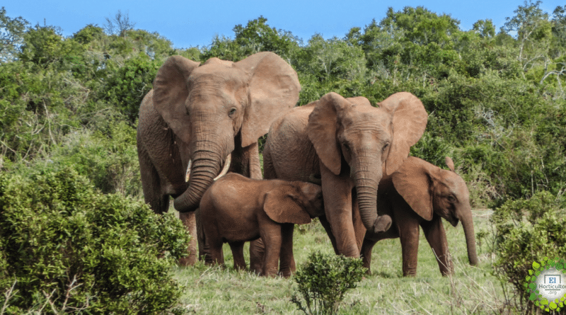 , Boom de elefantes bebes en África, nacieron más de 140 en 2020