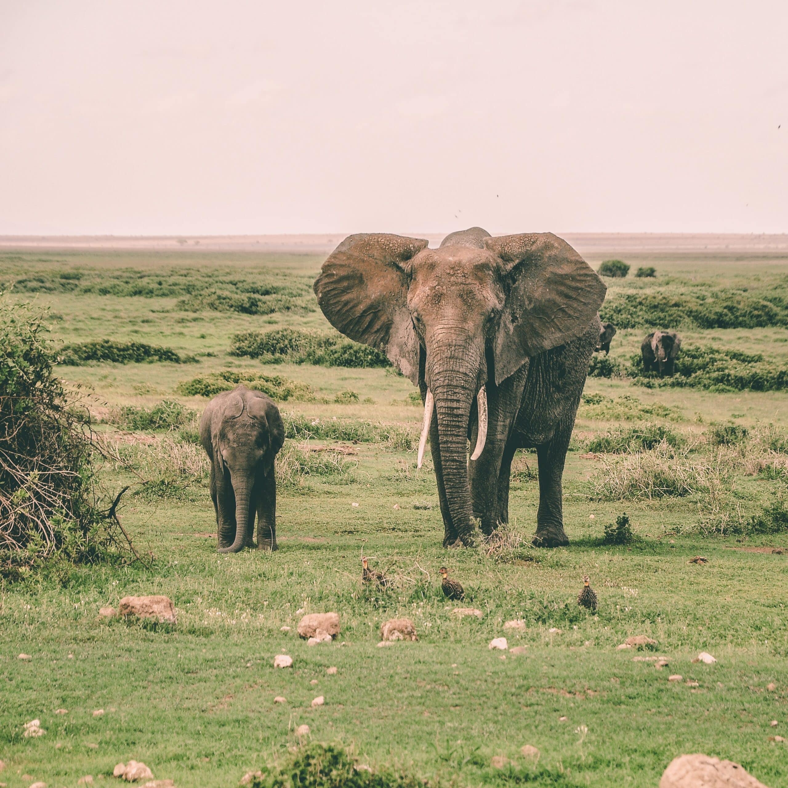 , Boom de elefantes bebes en África, nacieron más de 140 en 2020