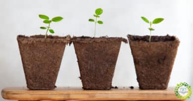 , Cómo hacer macetas biodegradables para tus plantas ¡Sin gastar dinero!