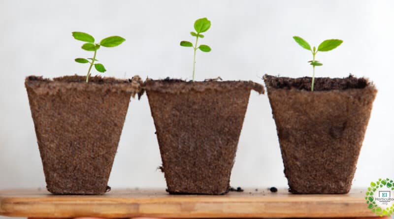 , Cómo hacer macetas biodegradables para tus plantas ¡Sin gastar dinero!