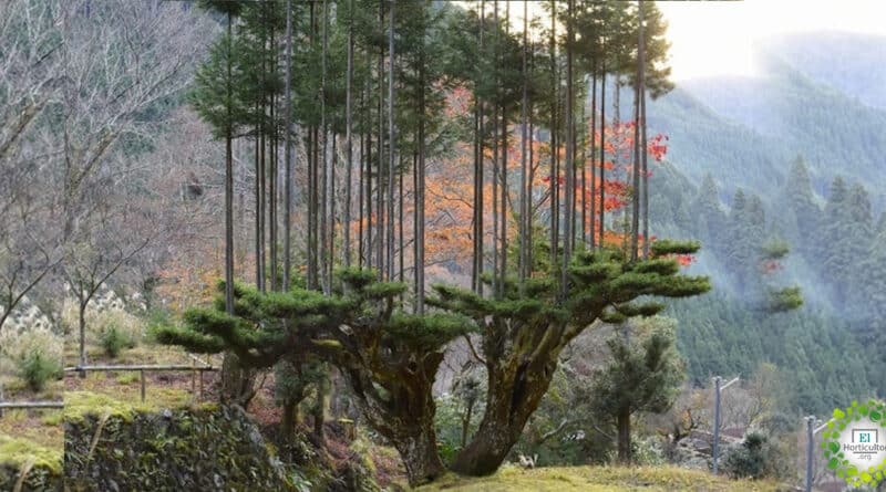 , Antigua técnica japonesa del siglo XIV permite producir madera sin talar árboles.