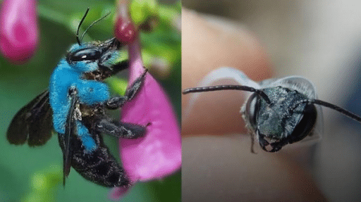 Reapareció en Estados Unidos una extraña abeja azul que se creía extinta