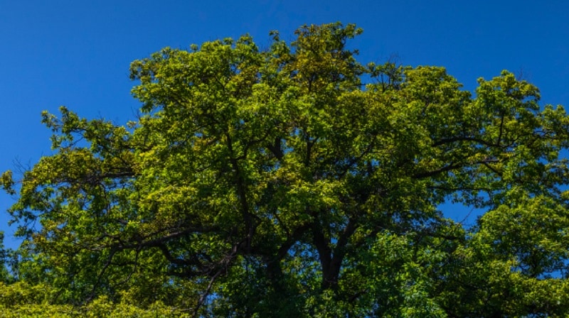 Canadienses se unen para salvar un árbol de 250 años, más antiguo que el propio país