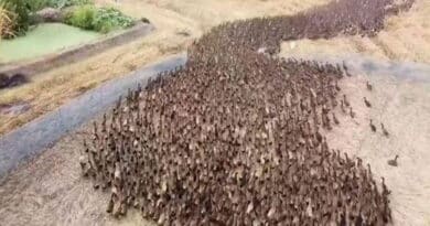 El ejército de diez mil patos que está limpiando los arrozales de plagas: para que no haya necesidad de pesticidas