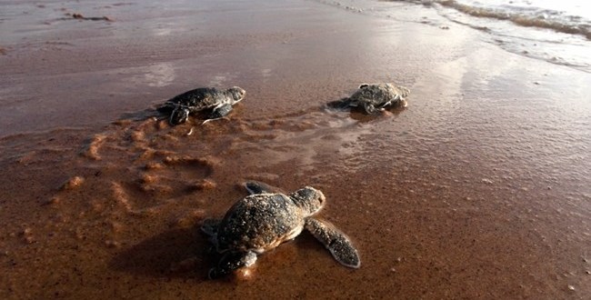 En el Líbano, las playas vacías por la pandemia se llenan de tortugas marinas