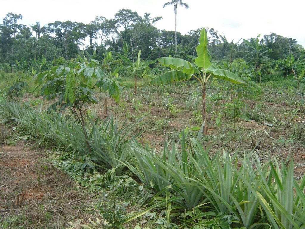 La Agrofloresta genera el doble de ganancias que la soja en la Amazonía
