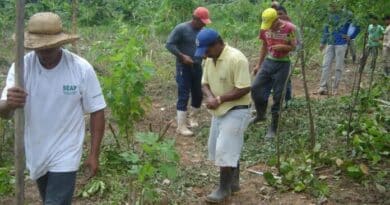 La Agrofloresta genera el doble de ganancias que la soja en la Amazonía