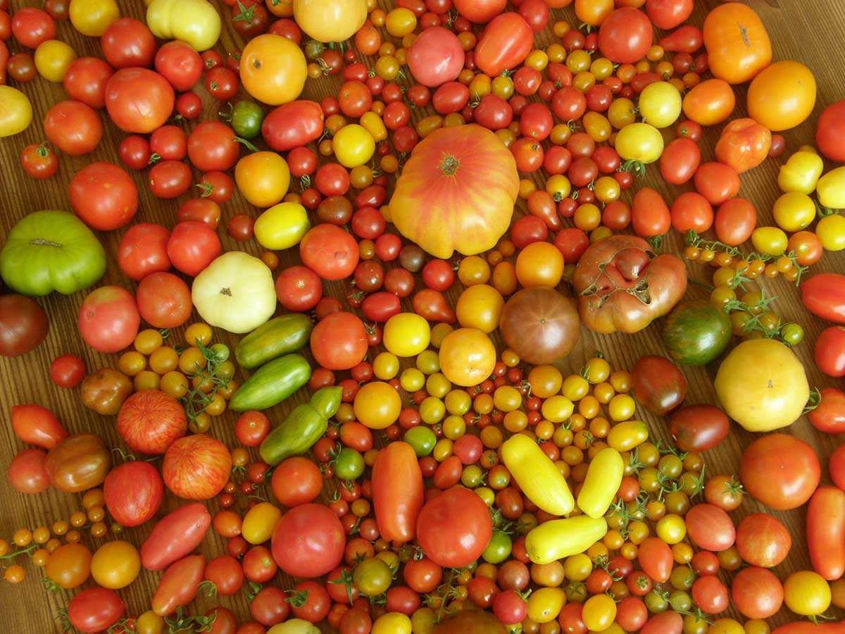 Michael Schick, el maestro huertero que cultiva más de 900 variedades de tomates